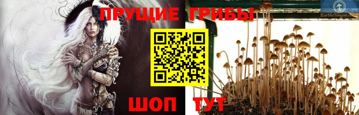 Галлюциногенные грибы прущие грибы  Галлюциногенные грибы Psilocybine cubensis  Кашира  Вход с VPN 